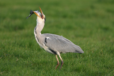 Langs de weg, snel gestopt en........ gelukkig lag mn Canon maatje naast me ! Dit is foto 2 van 3, en ben nog steeds verbaasd dat het de reiger lukte, en hij niet dood neerviel door ademgebrek !