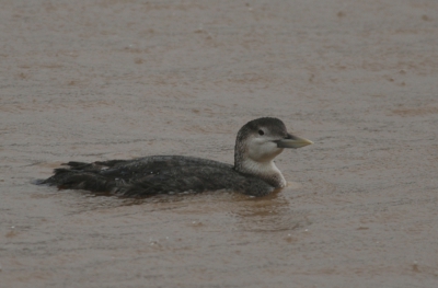 <i class='fa fa-user'></i> cornishbirder | Geelsnavelduiker  <i class='fa fa-eye'> 435</i>   <i class='fa fa-comment-o'> 1</i>