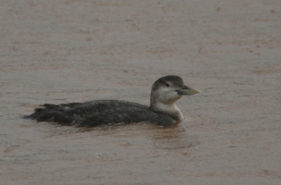 This flightless bird spent one month in this saltwater pool while it moulted its flight feathers.  Nikon D80 and 300mm F/2.8 lens.  Distance from bird approx 20 meters.