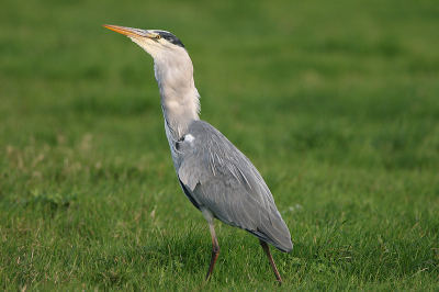 Langs de weg, snel gestopt en........ gelukkig lag mn Canon maatje naast me ! Dit is foto 3 van 3, en ben nog steeds verbaasd dat het de reiger lukte, en hij niet dood neerviel door ademgebrek ! Het lijkt hier wel een Boa die een varken verorberd. Zn nek was echt zo dik !
