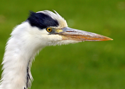 Deze reiger zette even zijn veren van hals en kop op, wat hem dit imposante uiterlijk gaf.