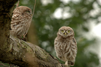 De linker uil kwam als eerste, de tweede kwam en ging er op zijn gemak op een poot bijzitten