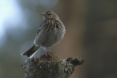 Ik was eigenlijk in mijn schuiltentje gekropen om Bonte Spechten te fotograferen , maar deze Boompieper was een aangename verassing .