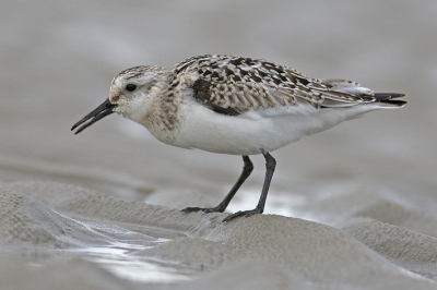 Aan de noordzeekant van schiermonnikoog waren op deze toch erg bewolkte dag maar een paar vogels. Een handvol drieteenstrandlopers en wat meeuwen..............ben bij een grote plas gaan liggen en ja hoor na 10 minuten kwam deze er aan gelopen.

Graag jullie commentaar, suggesties en kritiek