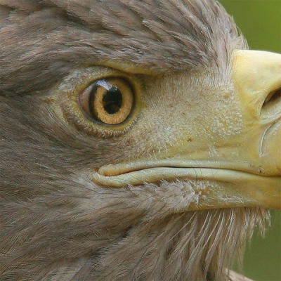 Een bliksem bezoekje afgelegd aan een klein wildreservaat ,pokazowa zubrow, net voorbij Wolin.
Hier hadden ze opvang voor 3 invaliden zeearenden in een prachtige grote kooi.
Ze kwamen soms heel dicht bij wat een grote indruk op mij maakte, kippenvel!

560mm . F/8 . 1/50sec . iso500 . -0,3stap belichtingscompensatie . npootstatief . plm85% van origineel.