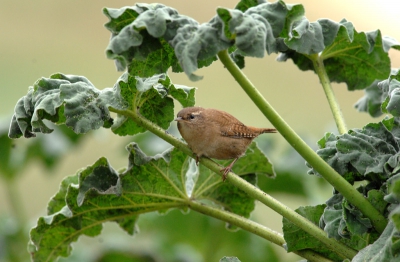 Nikon D2x, 300mm F/2.8  Tripod mounted.  I waited for this bird to eventually appear on my side of the mallow plant.  It looked directly at me and fired about 20 shots - this one was the best.