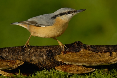 Deze boomklever kwam in mijn buitenstudio op de natuurcamping even poseren op het stronkje met paddo's.

Nikon D2X, AF-S VR 200-400/4.0