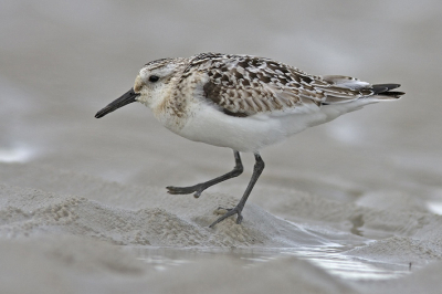 Na mijn eerste 3 teenstrandloper op BP wil ik graag jullie de rest van de serie laten zien van deze mooie drieteenstrandlopers in beweging.

Graag jullie commentaar, suggesties en kritiek.

Groet,

Martin