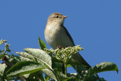 Mijn eerste foto op birdpix