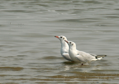 Nu eens geen beeldvullende vogels. 
Deze twee Kokmeeuwen bewaakten hun plekje op het wad.
Als zij een andere vogel zagen, schreeuwden zij hem weg.