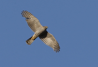 Bij trektelpost 'De Puinhoop' in Katwijk aan Zee kwam deze Sperwer vrij laag over. Meestal gaan ze over de zeereep of hoog over de Puinhoop. Canon eos 1 mark III / 500 mm / 1.4 x converter / uit de hand.