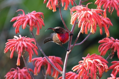 Ik heb deze kolibrie gefotografeerd tijdens mijn reis door Mozambique. Deze kolibrie zuigt zijn nectar niet vliegend uit een bloem, maar moet daarvoor op een takje gaan zitten.