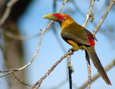 Bedreigd door verlies aan habitat. Komt nog voor in enkele beschermde gebieden zoals het Itatiaia National Park en Parque Estadual Intervales; beide in ZO-Brazili.