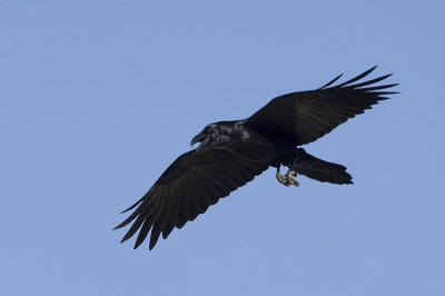 Bird in flight.