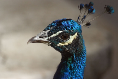 Op Castelo de Sao Jorge liep een Blauwe Pauw met zijn vrouw
Het is en blijft een mooie vogel. 
Z,n kop heb ik  van dichtbij genomen.
Bijzonder mooi blauw zijn de kleuren.