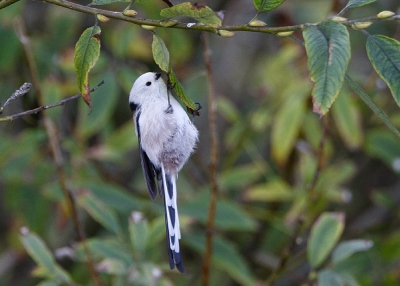 We zijn slechts 2 dagen op Helgoland geweest dit najaar, maar wat een feest daar. De sfeer en rust. En natuurlijk overal vogels waaronder een groepje van 4 Witkopstaartmezen, wat een scheetjes ! Heb er zeer veel foto's van gemaakt met 800 asa (het was al later in de middag met bewolkt weer) Canon eos 1 mark III / 500 mm / 1.4 x converter.