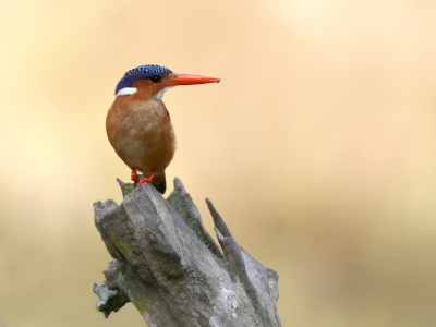 's Morgens rond 10 uur in het Abuko Nature Reserve vanuit de lage kijkhut.
Canon EOS20D - Sigma APO 170-500 - F8.0 - 1/500 sec - 400 ISO - npoot