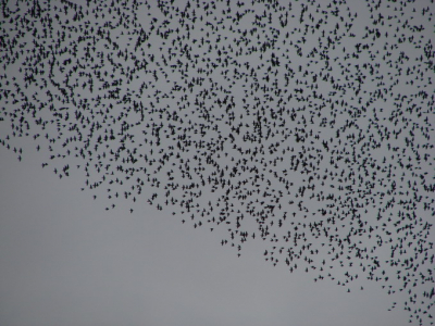 It is fantastic to watch ao many Starlings moving together in the sky.