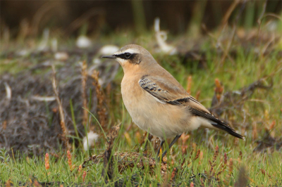 This bird was foraging at the sea side of the dyke of Nordstrand. The distance was about 15 m. The picture is cropped.
(Comments concerning this picture can be given also in Dutch.)