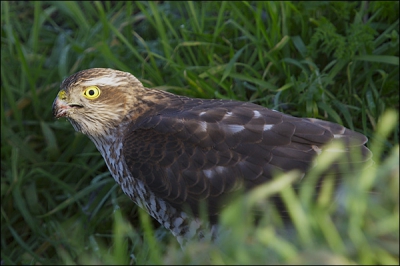 Vandaag een leuke ervaring gehad, een sperwer had een spreeuw geslagen (niet gezien) en zat deze rustig op te peuzelen. De prooi is helaas door het hoge gras op de foto niet te zien.
Het viel mij mee hoe goed deze te benaderen was met de auto. 
De foto is op ongeveer 10m afstand gemaaakt.

EOS 300D Sigma 50-500 + 1.4x tc [1/50s, F8, ISO 400]