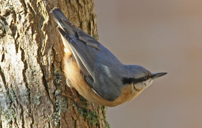 Twee boomklevers kwamen iedere dag op bezoek in de tuin.
Ze gaan vlug neer en op langs de stam.
Wat een mooie kleur zo in de zon.
Dat is genieten