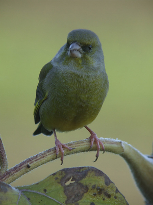 Zich te goed doen aan de zonnebloempitten wilde deze groenling ook nog kort even poseren. Foto is gedigiscoopt.