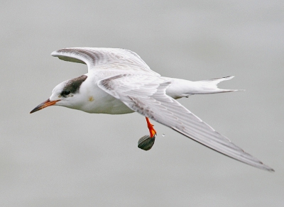 Deze juveniele visdief foerageerde in de haven en viel mij direct op,hij was namelijk gegrepen door een kokkel(hier veel gegeten door de eiders).
Foto gemaakt met een canon 400d met een canon 100-400mm usm is lens.