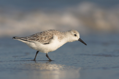 Door het drukke programma van een biologie-excursie op Schier de afgelopen dagen had ik weinig tijd om achter de vogels aan te gaan, maar maandagmiddag zag ik met het prachtige weer toch kans om even naar het Noordzeestrand te gaan. Een rosse grutto en een groepje drieteenstrandlopers maakten m'n dag helemaal goed! Dit is de tweede 'drieteen' uit de serie.

Canon EOS 350D met Canon 300mm f4.0 + 1.4x conv.