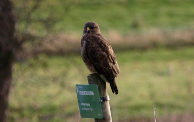 Helaas zat ie met z'n rug naar de zon en de situatie qua wegen (ik zat in de auto) dusdanig dat ik niet het mooiste licht kon krijgen. Desondanks was ik toch erg blij met een buizerd die niet direct wegvloog.
Canon Eos300D, f4/300 + 1.4x, 1/200, f5.6, ISO200