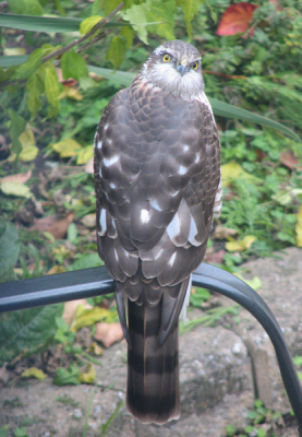 Nog nooit eerder deze "tuinvogel" in de tuin gezien....Deze sperwer? was denk ik aan het jagen op wat vogeltjes in de tuin. Na zijn capriolen door de heg ging hij even mooi zitten op de tuinstoel. Op een gegeven moment draaide hij zijn hoofd 180 graden en keek hij mijn kant op (achter het raam). Klik.