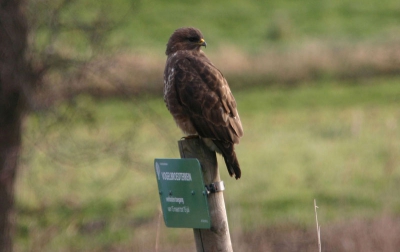 Voor beschrijving: zie andere buizerd-foto.