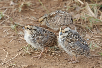 Het viel niet mee om deze kleintjes goed op de plaat te krijgen. Naast dat ze erg beweeglijk waren, was het licht niet goed. Maar ik vind zelf dat deze foto goed gelukt is.
Het was trouwens geweldig mooi om ze zo bezig te zien samen met de ouder.