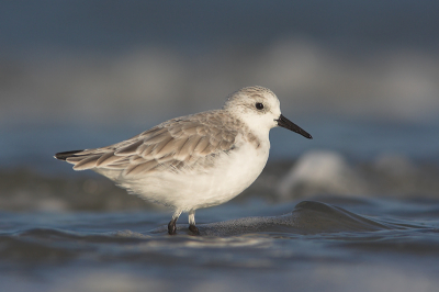 Nog een drieteen in de branding, de hele serie is te zien op: http://www.pbase.com/klaasvanhaeringen/drieteenstrandloper

Canon EOS 350D met Canon 300mm f4.0 + 1.4x conv.