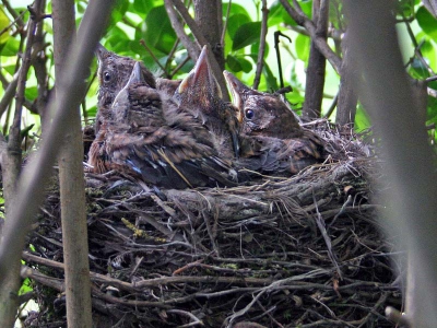 Heftig gepiep in de heg.
Een nest met jonge merels!
Ze heffen hun bekje verwachtingsvol naar boven.