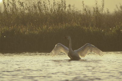 Tijdens het wachten op een zilverreiger kwam deze kleine zwaan langs.