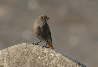 This juvenile was sitting on the gravestone in Sennen Cemetary.  Nikon D2x and 300mm F/2.8.  Tripod. 
Exif: F12 at 1/640s,  ISO:500.