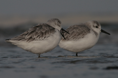 Gisteren met Jaco naar de brouwersdam geweest. Alles wat op de dam zat was erg schuw, uitgezonderd de steenlopers. Toen we op het strand kwamen dachten we dat er niet echt veel zat totdat er een paar langs de zeerand zaten. We konden ze zeer goed benaderen. Op een gegeven moment stond de hele groep te slapen. Deze was uitgeslapen en moest toch even gapen. 
Canon 400d + Sigma 50-500 EX DG APO HSM