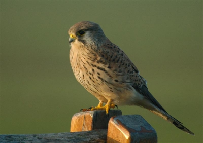 De buizerd vloog net weg. De lucht schalde van de vele ganzen,kievieten en wulpen. Het leek wel de eerste voorjaarsdag.