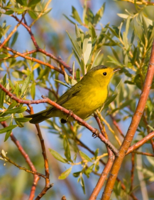 Very difficult to catch these hyper-active birds still for long enough to get a shot.