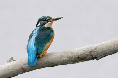 Geen topfoto maar wel mijn eerste vogelfoto en dan nog wel een ijsvogeltje ook. Ben er blij mee. Gemaakt met een Canon 30D, Canon 70-200mm f4 op 200mm met F5.6 en 1/1000, Iso 800. Uit een schuiltentje van een vriend op een afstand van ong 5 meter ofzo. Heb gelijk de smaak te pakken en moet een grotere lens ;-)