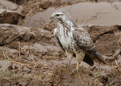 Hij lijkt een btje op de bekende. Maar deze is helaas niet zo tam. Vanuit de auto, ik kon hem niet vrij krijgen.
ISO280, 1/400 sec, 400 mm f/4.