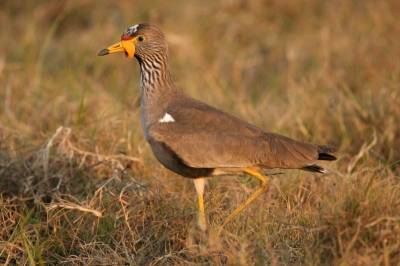 De Afrikaanse zon zorgde voor een schitternde warme gloed over de vlaktes van Gorongosa.