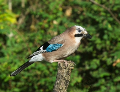 Het zijn mooie vogels, eerder brutaal dan schuw. Het nadeel is dat als zij er zijn al het andere spul weg is.