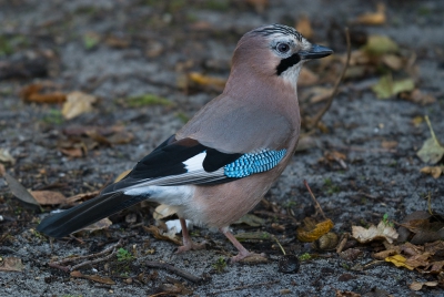 Deze liep in de schaduw, eigenlijk komen de kleuren dan mooier uit, alleen de lichte pupil heb je dan niet