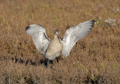 Eindelijk een keertje dat ie zijn vleugels willen open doen.
Na wat foto's met spiegel te hebben gemaakt, ook deze nog erop gekregen.
500, 2x converter, F8, 1/1250 sec, 500iso, -1/3 stop vanaf rijstzak