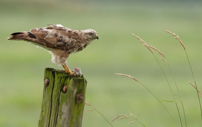 Terwijl ik een Ringmus aan het fotografen was, deze Buizerd met prooi aan de andere kant van de weg zitten. Prachtig moment. Deze foto komt als panorama het beste uit, maar helaas kan dat niet op bp ;-)
Ongeveer 85% van origineel. Verder die exif.