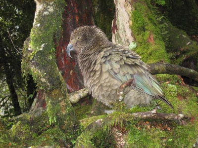 Kea on the Milford Road to Milford Sound