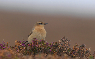 Juvenile Northern Wheatear on migration at this famous coastal site in South West England. D2x and 300mm F/2.8 with 1.7x Converter.  Tripod.
EXIF: F8 at 1/250s ISO:400