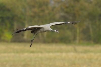 Ben net een weekje terug van een combi-reis naar de kraanvogels van Rugen en de zeearenden van de Oder-delta. Wat een prachtige fotografische belevenis.

Nikon D2X, AF-S VR 200-400/4.0 met 1.4 TC