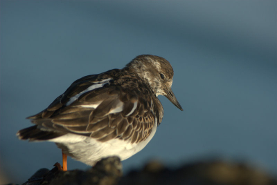 deze steenloper ging er eens mooi voor staan om op de foto gezet te worden.
Dit was mijn eerste keer dat ik er een dag op uit ging om vogels te fotografen.
ijmuiden is het geworden en daar ben ik maar eens begonnen met de steenloper.
het is allemaal nog ff wennen heb de camera net en ook de lens heb ik net een week.
dus ben redelijk tevrede over het resultaat.
als je op of aanmerkingen hebt hoor ik het graag.
groeten thijmen